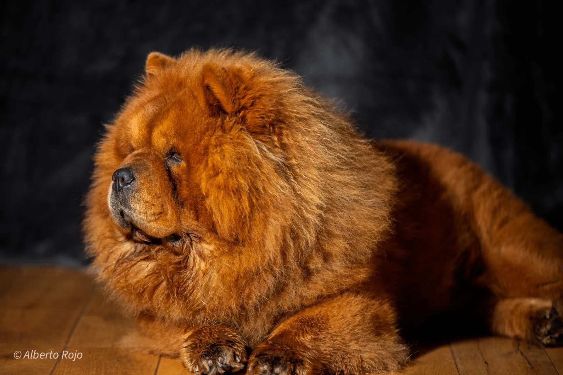 RedEye Photography - Fotografía de Pets en Londres