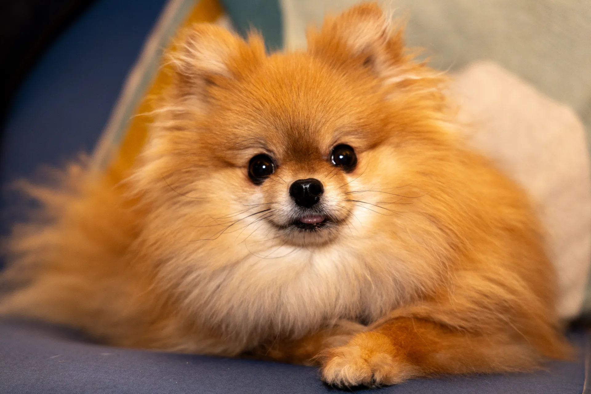 RedEye Photography - Fotografía de Pets en Londres