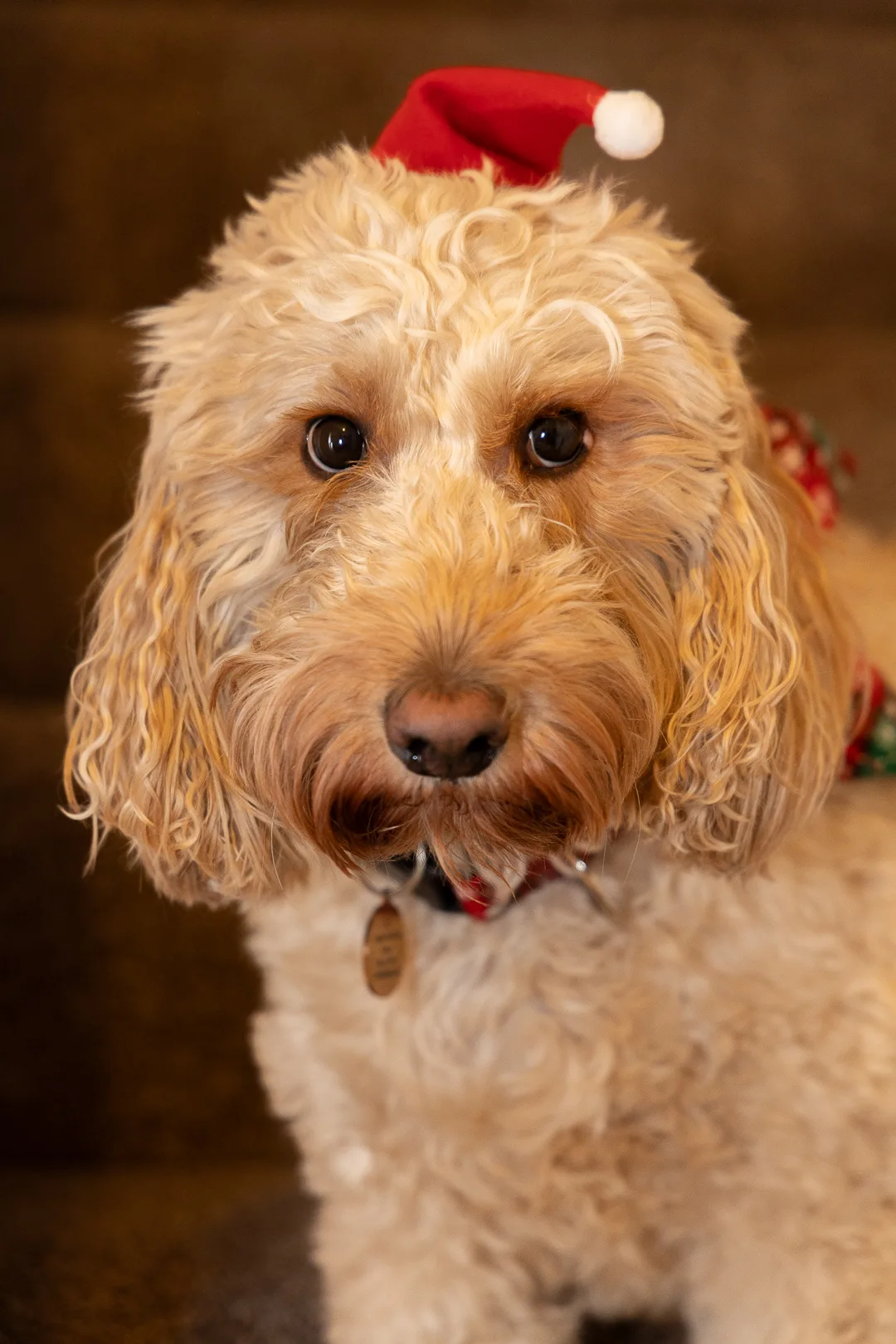 RedEye Photography - Fotografía de Pets en Londres