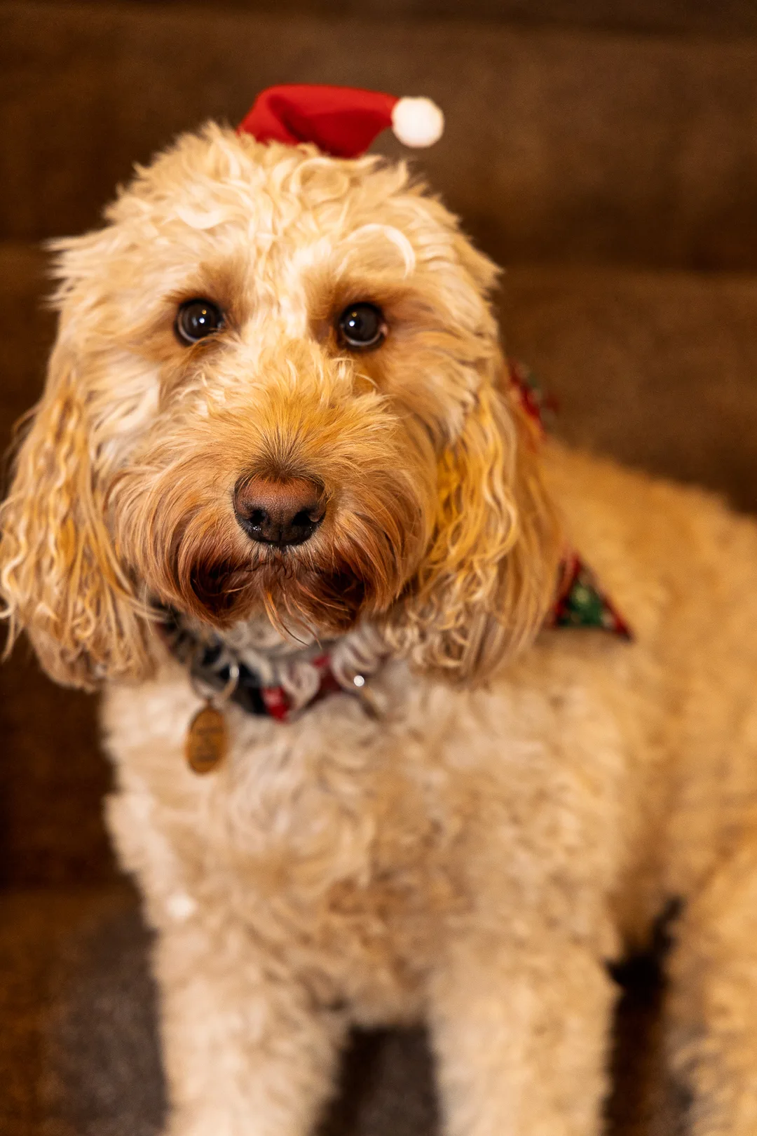 RedEye Photography - Fotografía de Pets en Londres