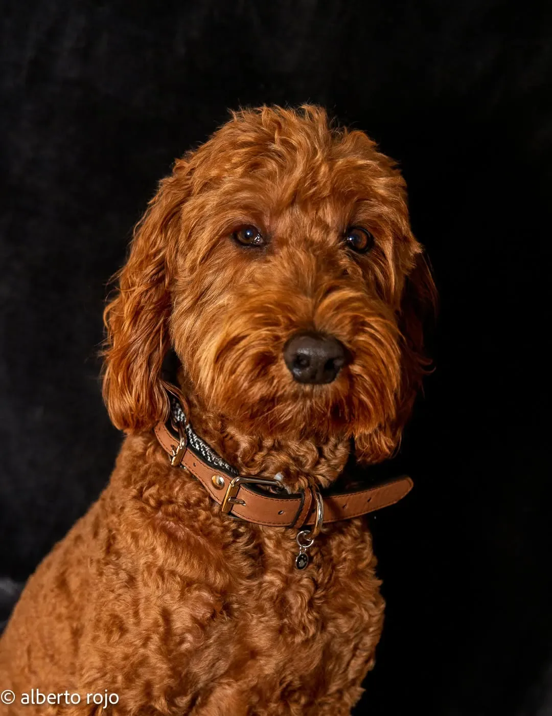 RedEye Photography - Fotografía de Pets en Londres